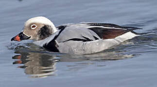 Long-tailed Duck