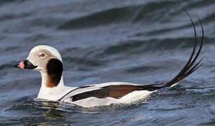 Long-tailed Duck