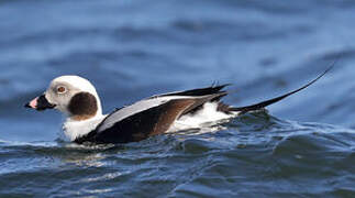 Long-tailed Duck