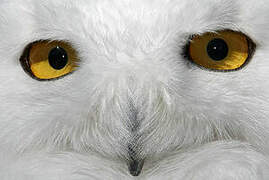 Snowy Owl