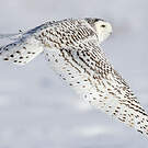 Harfang des neiges