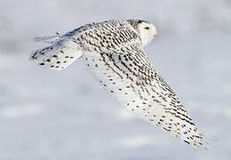 Snowy Owl