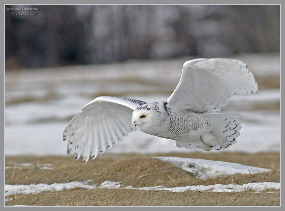 Harfang des neiges femelle