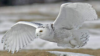 Snowy Owl