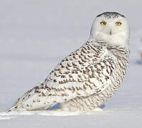 Snowy Owl