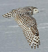 Snowy Owl