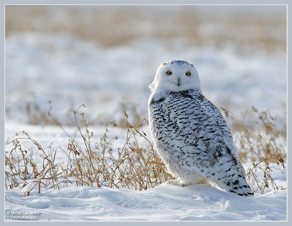 Harfang des neiges femelle