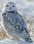 Snowy Owl