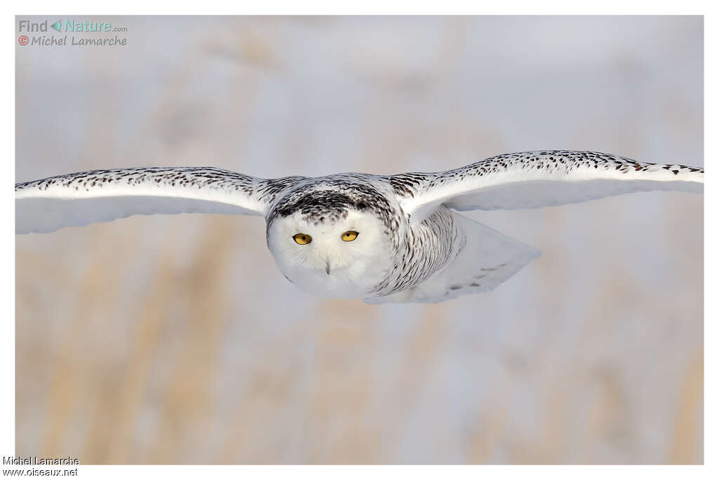 Harfang des neiges, Vol