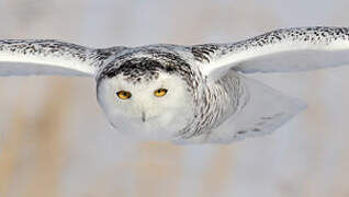 Snowy Owl