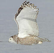 Snowy Owl