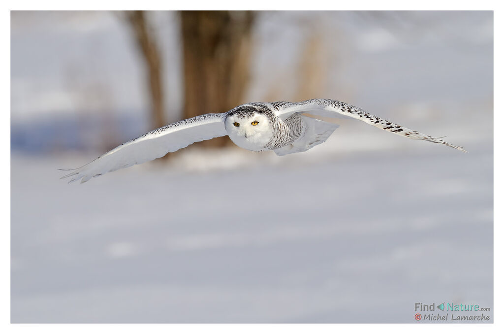 Harfang des neiges, Vol