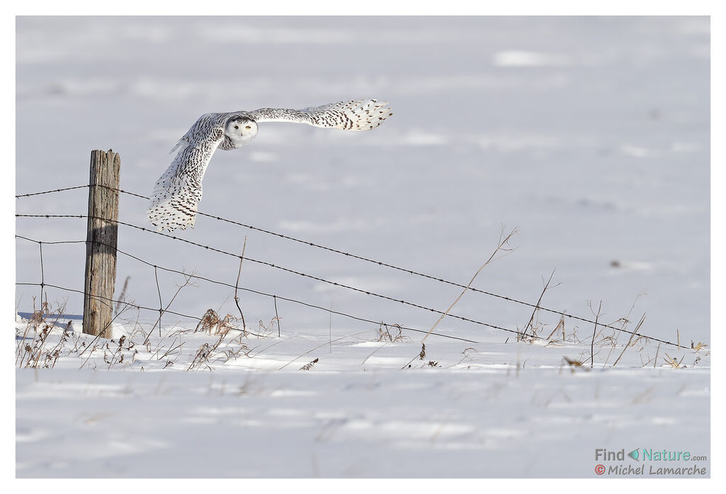 Harfang des neiges, Vol