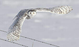 Snowy Owl