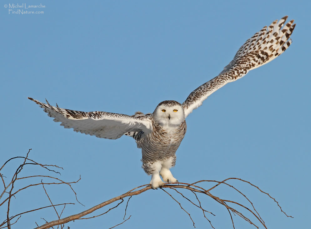 Snowy Owl