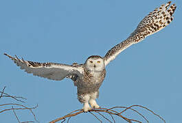 Snowy Owl