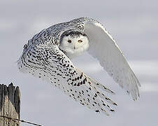 Snowy Owl