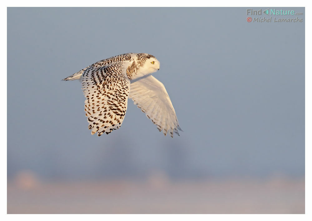 Snowy Owl, Flight