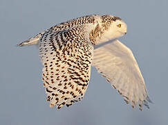 Snowy Owl