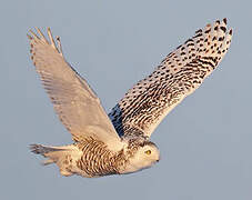 Snowy Owl