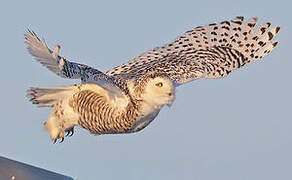 Snowy Owl