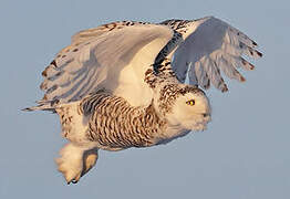 Snowy Owl