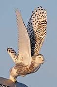 Snowy Owl