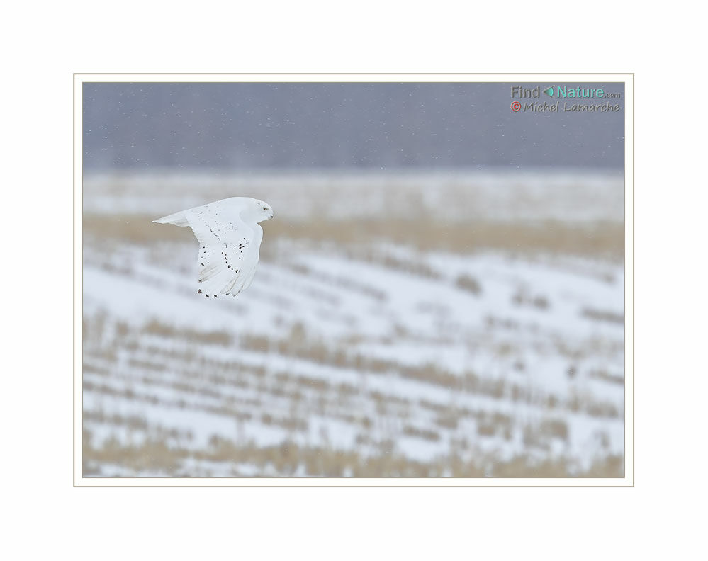 Harfang des neiges mâle adulte, Vol