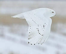 Snowy Owl