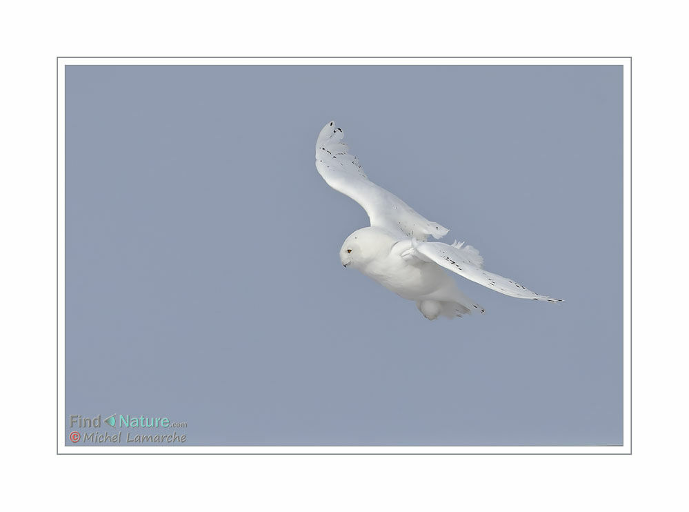 Snowy Owl male adult, Flight