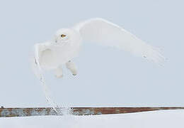 Snowy Owl