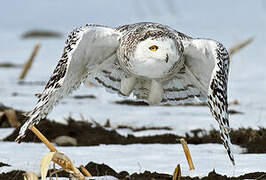 Snowy Owl