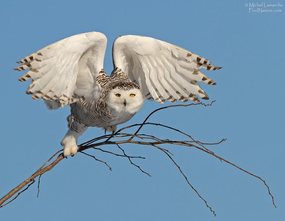 Harfang des neiges