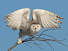 Snowy Owl