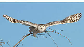 Snowy Owl