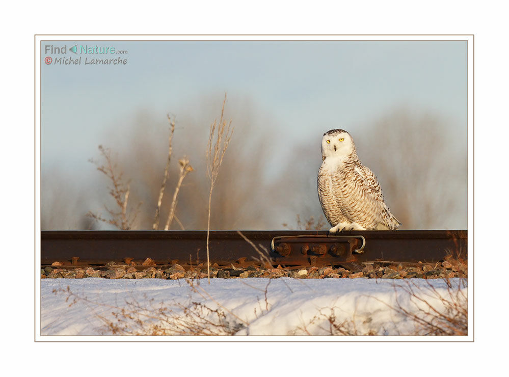 Snowy Owl