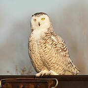 Snowy Owl