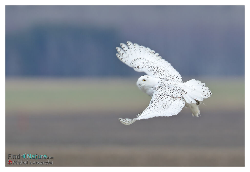 Harfang des neiges, Vol