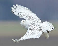 Snowy Owl