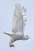 Snowy Owl