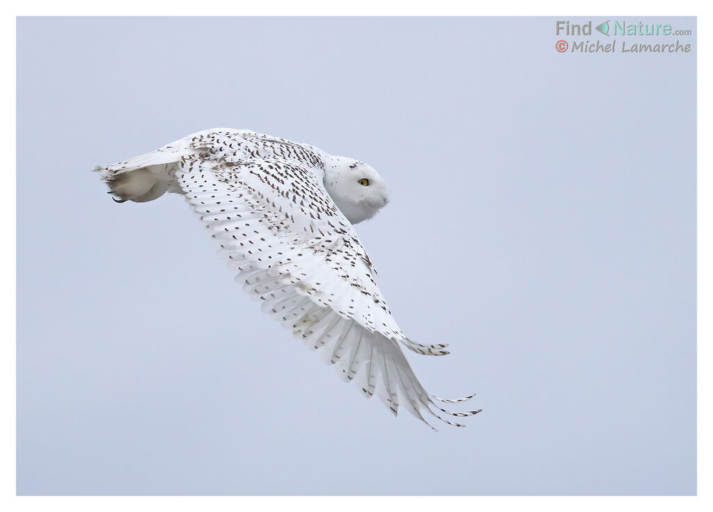 Snowy Owl, Flight