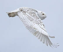 Snowy Owl