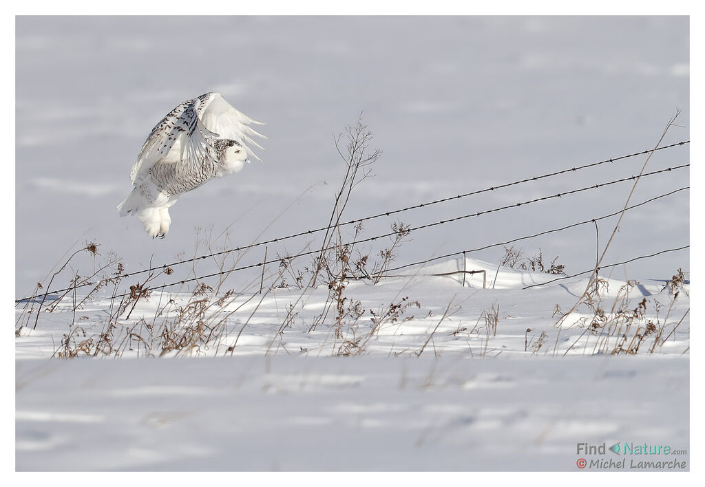 Snowy Owl, Flight