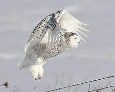 Snowy Owl