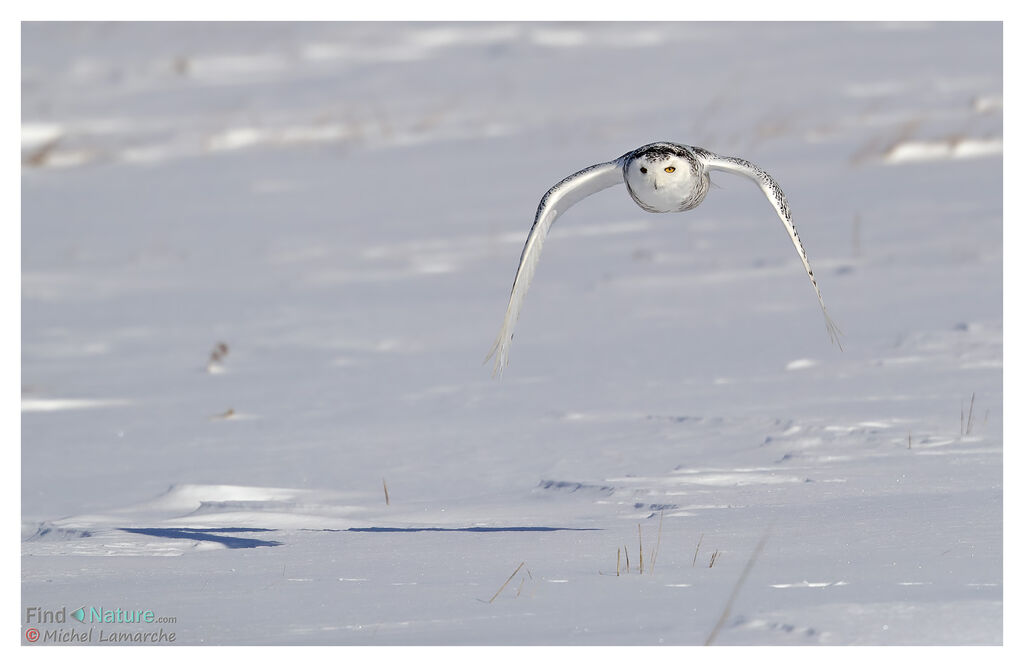 Harfang des neiges, Vol