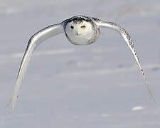 Snowy Owl