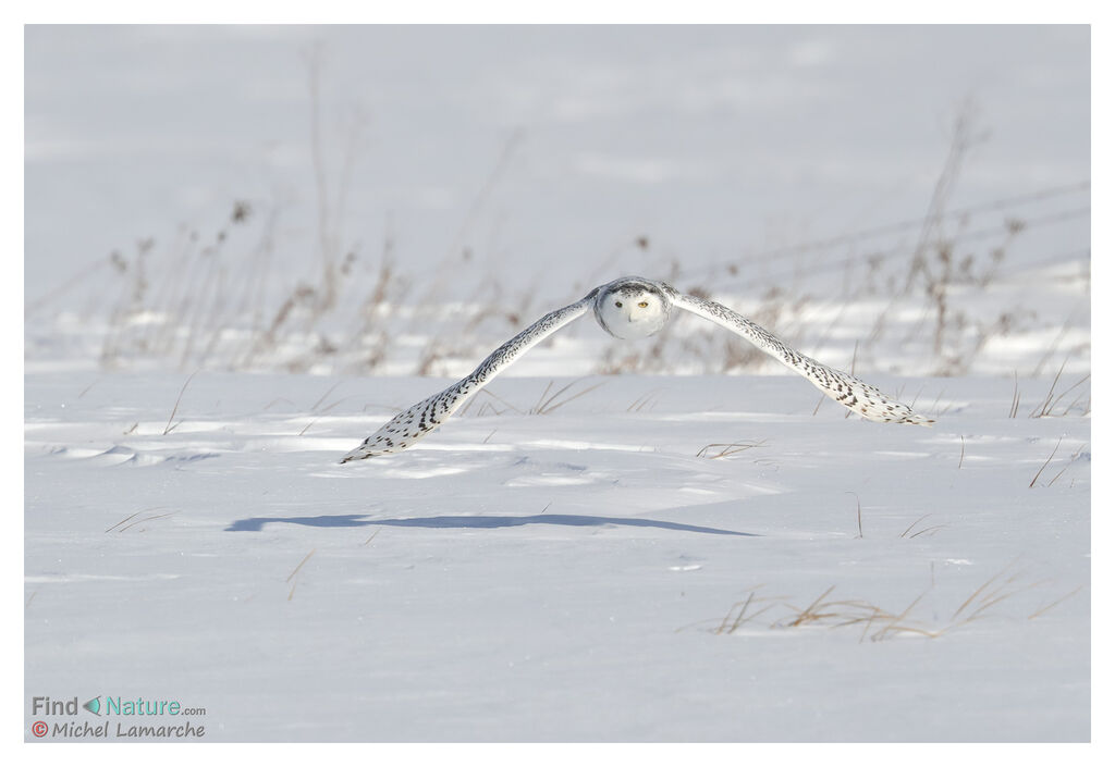 Harfang des neiges, Vol