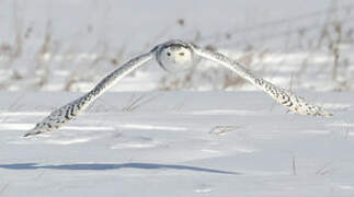 Harfang des neiges