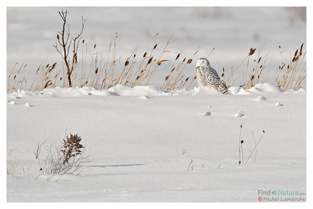 Harfang des neiges