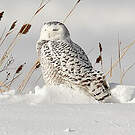 Harfang des neiges